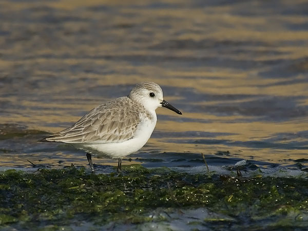 Pulmussirri, Sanderling, Calidris alba